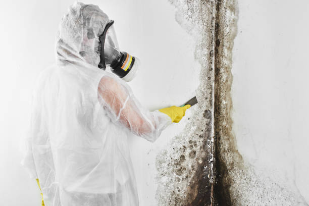 Best White Mold Remediation in Gladewater, TX