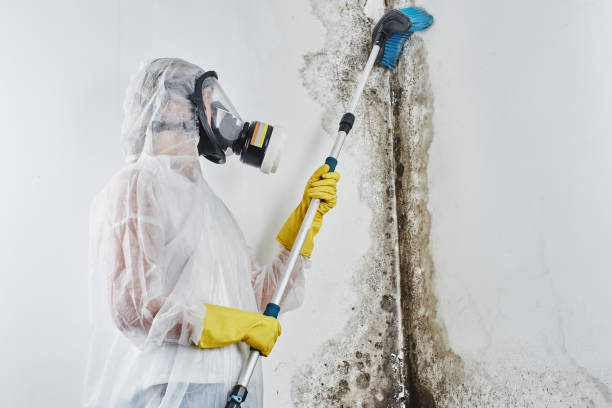 Best Industrial Mold Remediation in Gladewater, TX
