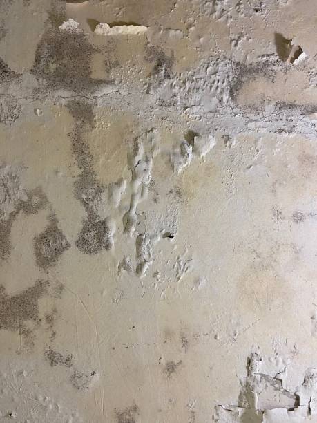Best Industrial Mold Remediation in Gladewater, TX