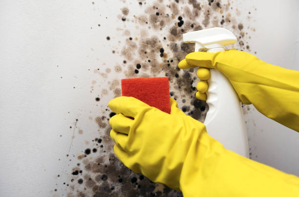 Reliable Gladewater, TX Mold Remediation Solutions